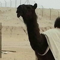 الابل (@camel_107) 's Twitter Profile