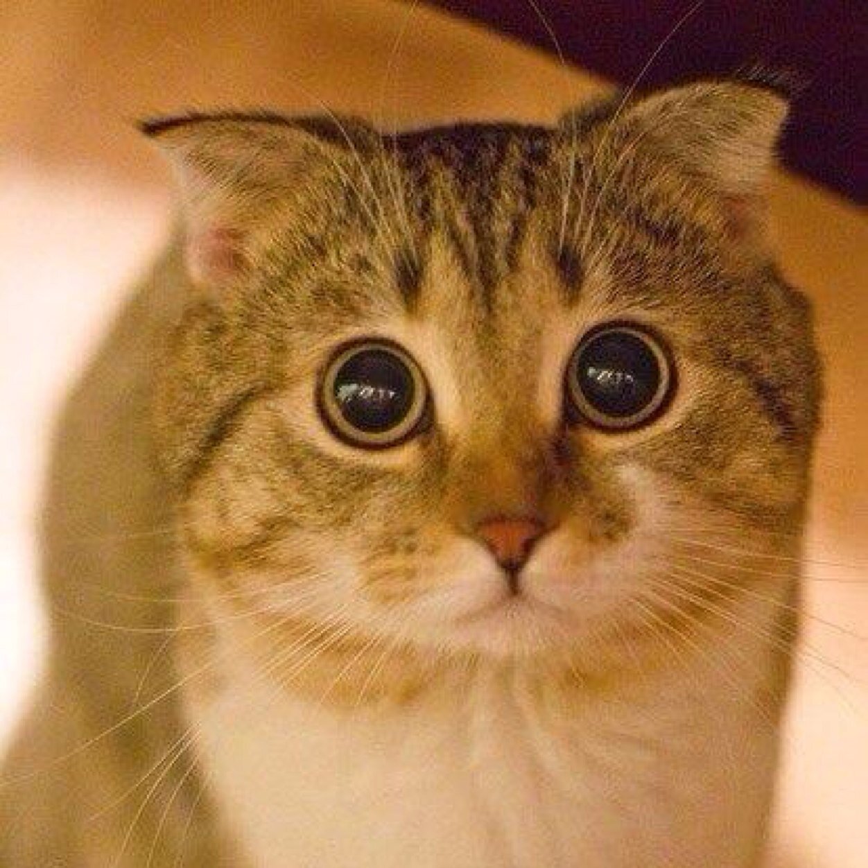 ねこ大好き すっごく好きです 2人います 毎日の お昼ご飯もupしています 笑