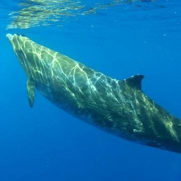 To promote conservation of marine mammals and their habitats through scientific research and educational outreach.

Now on Bluesky @bmmro.bsky.social