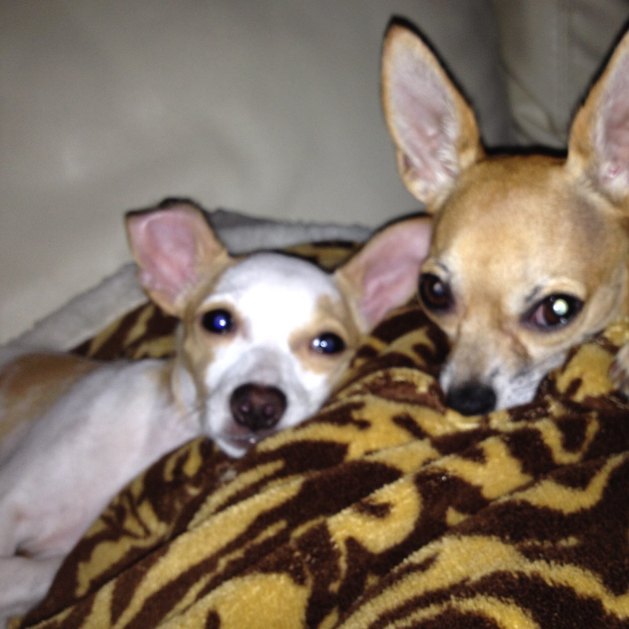 mushroomblue95's profile picture. 