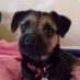 BrambleBorderTerrier (@debfaz) Twitter profile photo