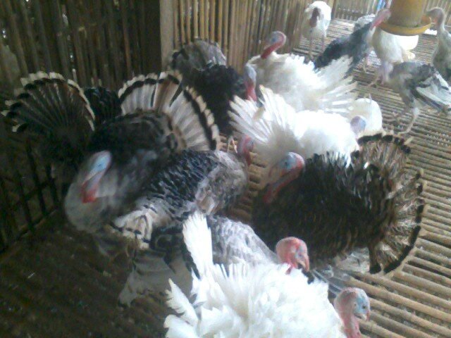 Kalkun Pringsewu Lampung Indonsia