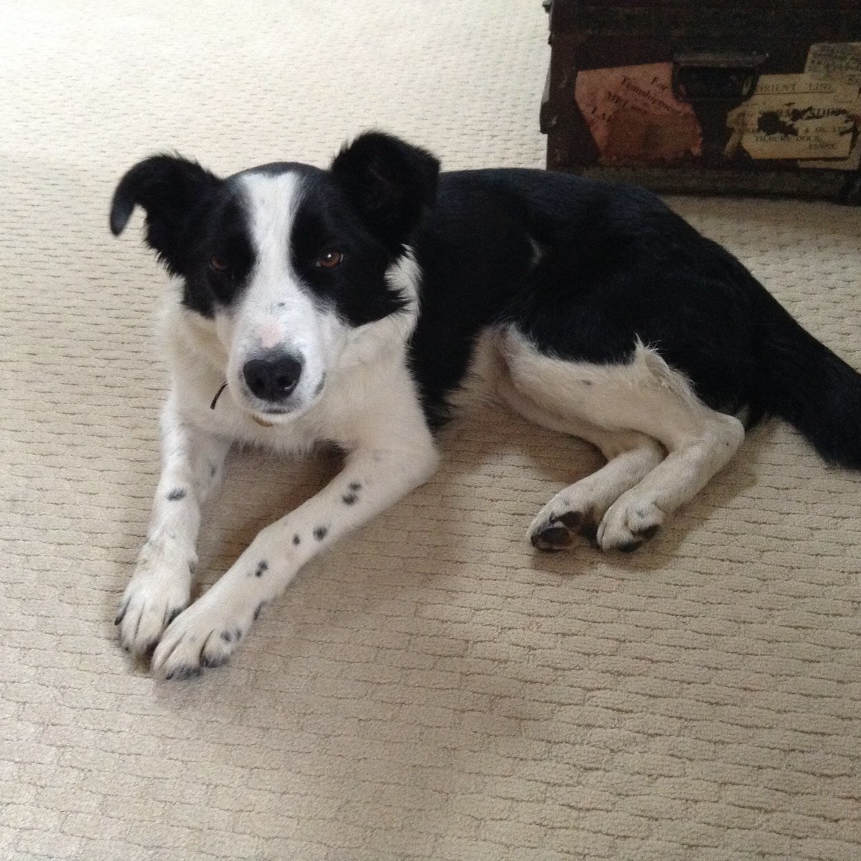 Daughter wife mum and doc faith christian likes collie skye and NUFC