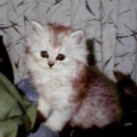XenoN (@xenon_21) 's Twitter Profile