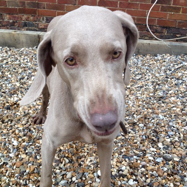 MillyKirkbright's profile picture. I like walks