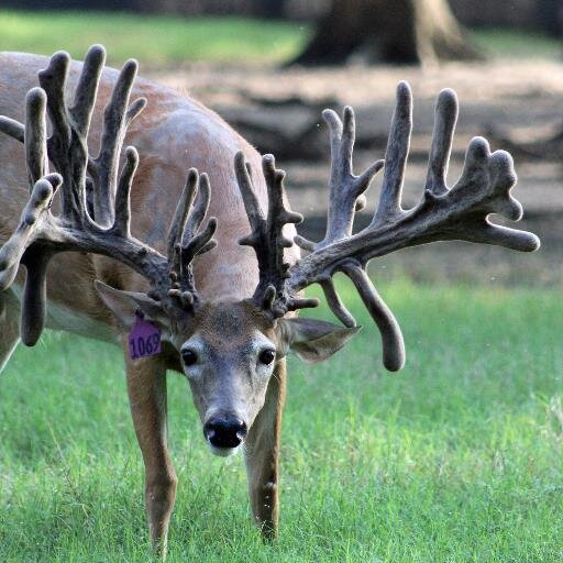 whitetail deer farming is very enjoyable