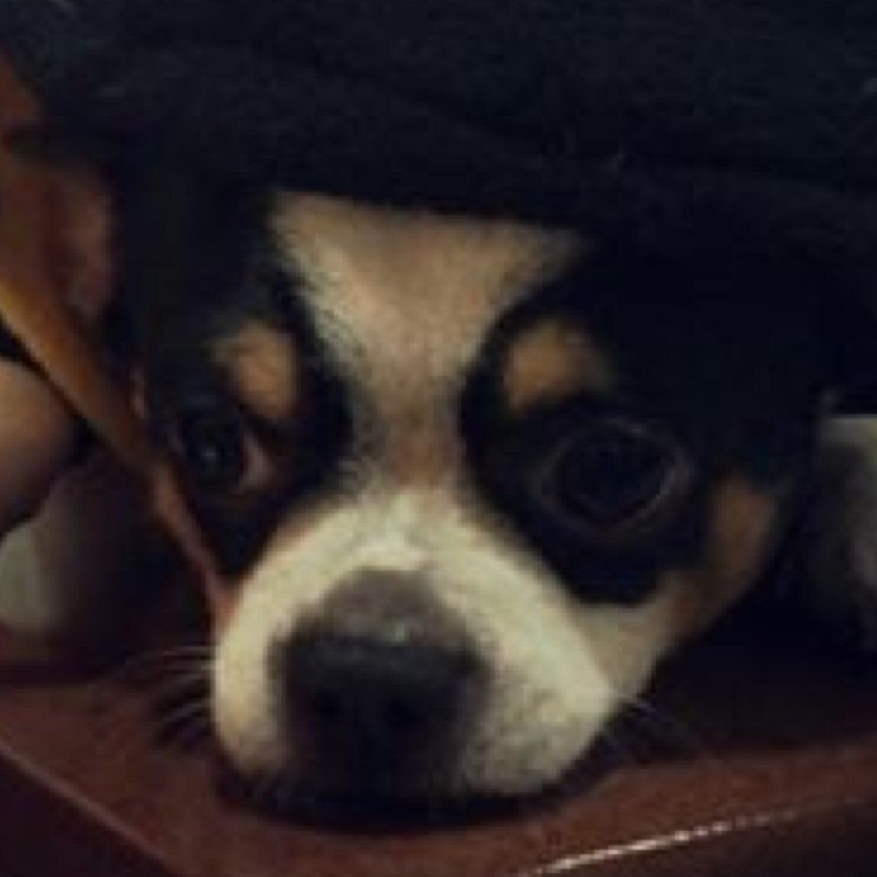 serui_youkai's profile picture. 