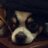 serui_youkai's profile image