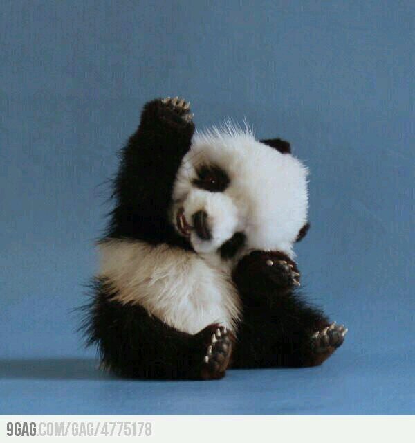 Pandas are super cute, but don't forget, they are BEARS and they will eat your face off!