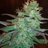 Herbgazm's profile image