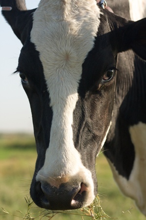 Rescue Cow who became the SpokesCow for Malibu Compost. Supporter of Animal Rights, Soil Health and the Environment. Blessings and peace on earth 🐄🌎❤️