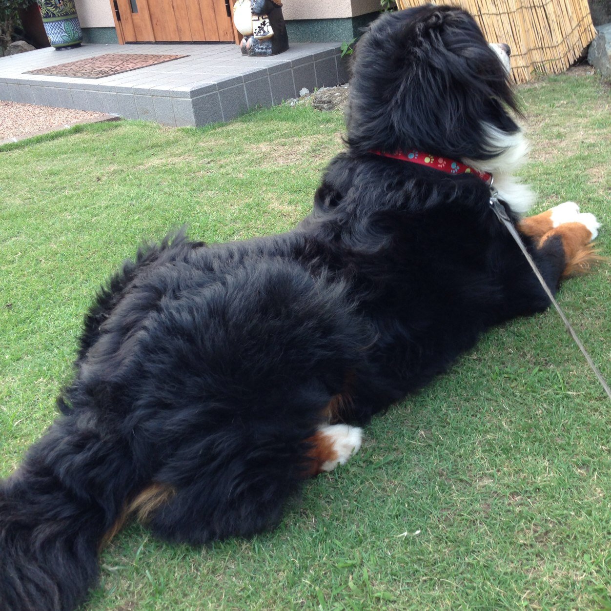 上高/バーニーズマウンテンドッグ/Canada/Victoria/Bernese Mountain Dog