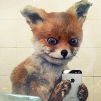 ev1l (@ev1l_b1t) 's Twitter Profile