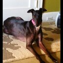 Alison Buehler - @dharmadognyc - Twitter