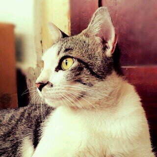 shannnenstar's profile picture. Jesus' lover. Cat lover. Science lover. Guitar player. God's daughter.   #MSA Jakarta | @veloscommunity