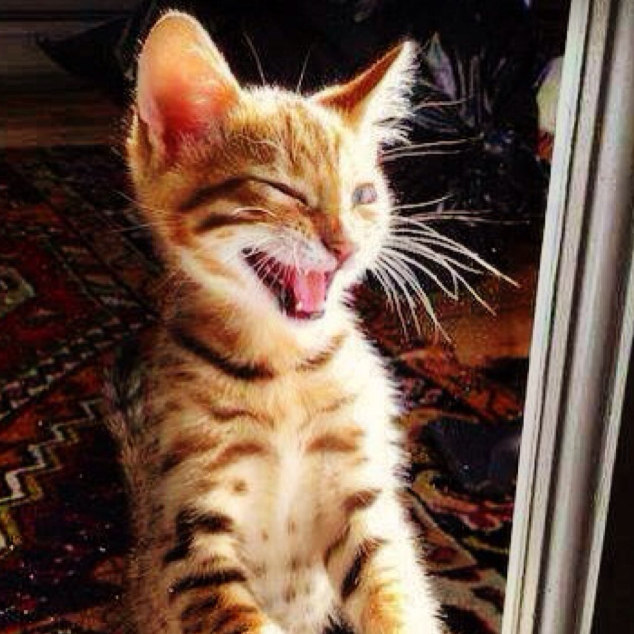 alexmeofax's profile picture. 