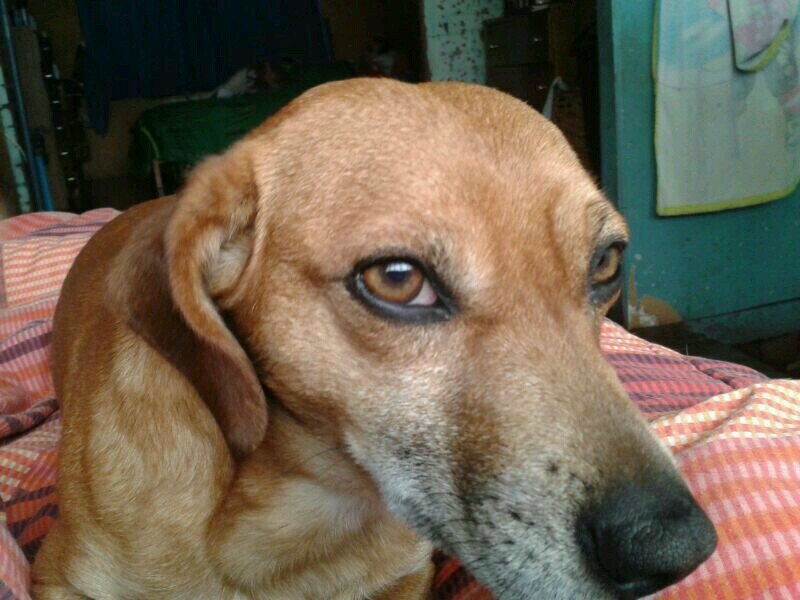 soy perruna a mucha honrra!!♥