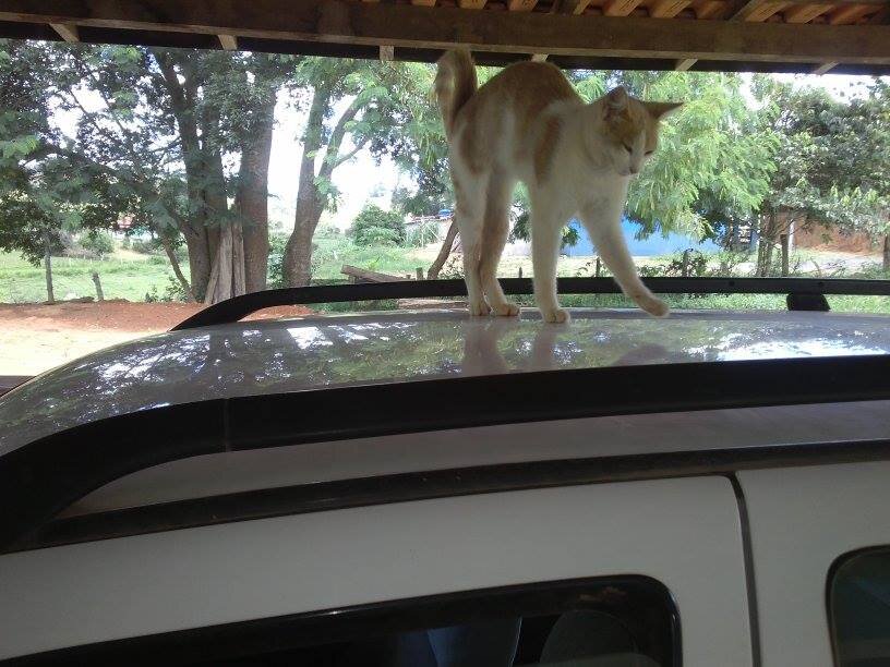 Adoro música, paz, e tranquilidade do campo