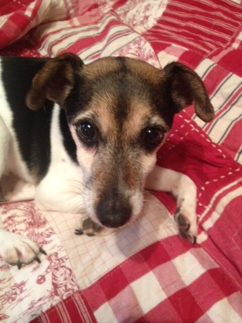 Alpha dog of the house.  LIkes:  Beggin Strips, leftovers, growling & barking.  Dislikes: Fireworks, thunder & balloons  
Personal Quote:  Naps rock!