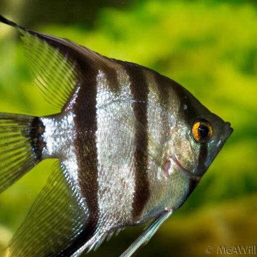 Best Food For Angelfish Fry Best Food For Angelfish Fry