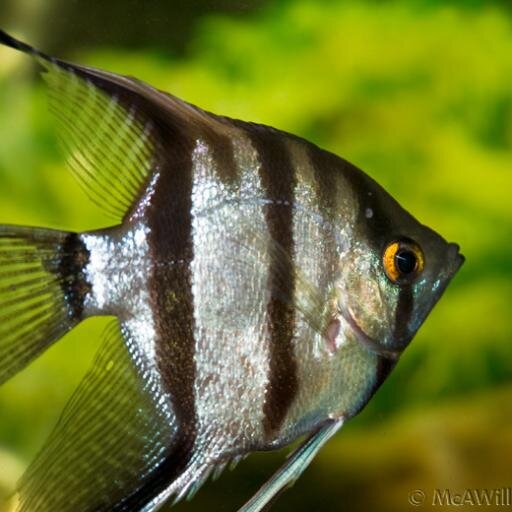 #angelfish #aquarium #fishtank #tropicalfish #fish #Aquascaping
All inforamation about tropical fish