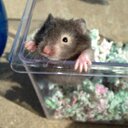 Madison rios  - @rios_madison - Twitter