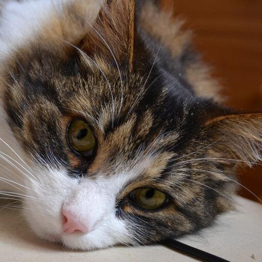 DrShagend's profile picture. Cat of Nameless Days