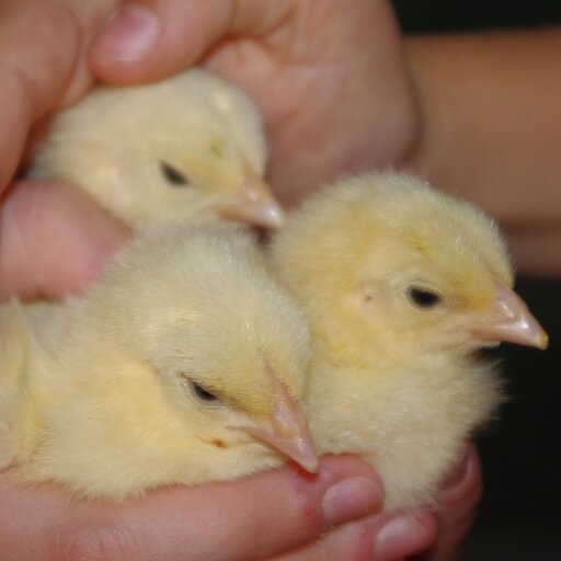 Apuntes de un criador de pollos (gallus gallus)