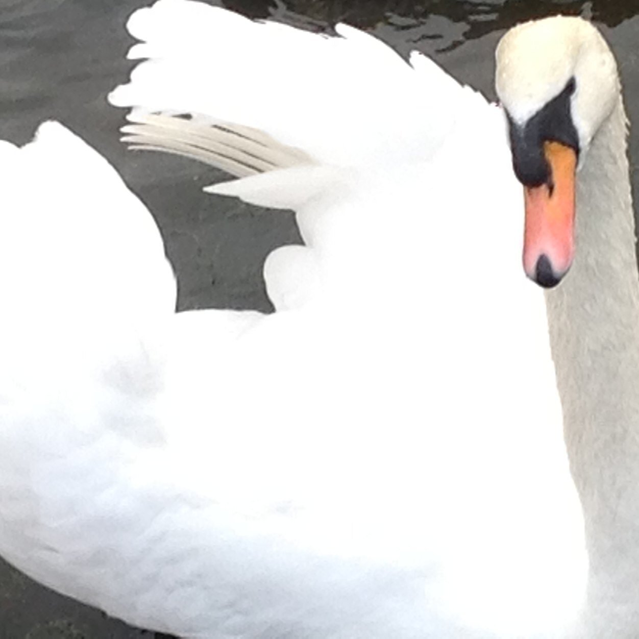 mandygoodwin15's profile picture. Artististic and creative. imaginitive flair with the one off individuality. cat lover photograper i like nature mirror image reflections