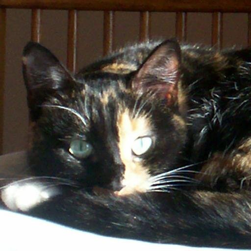 JAchesonBooks's profile picture. Author and Illustrator of children's books. Kindergarten Teacher. Minnesota home is in my heart ...go Twins!  

http://t.co/2qBH201nyz