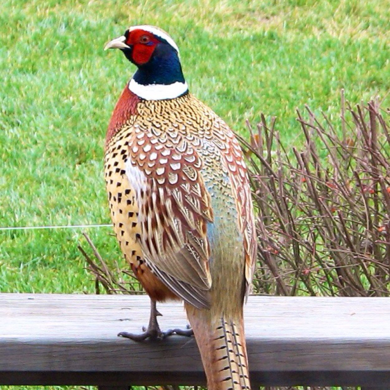 roostermn's profile picture. 