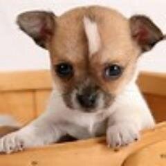 AskWhyAskOften's profile picture. 