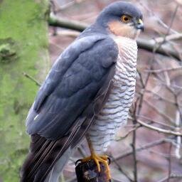 Retweeting bird of prey sightings from around the UK. Including highlights from our @wildlife_uk account and those tweeted directly to this account.