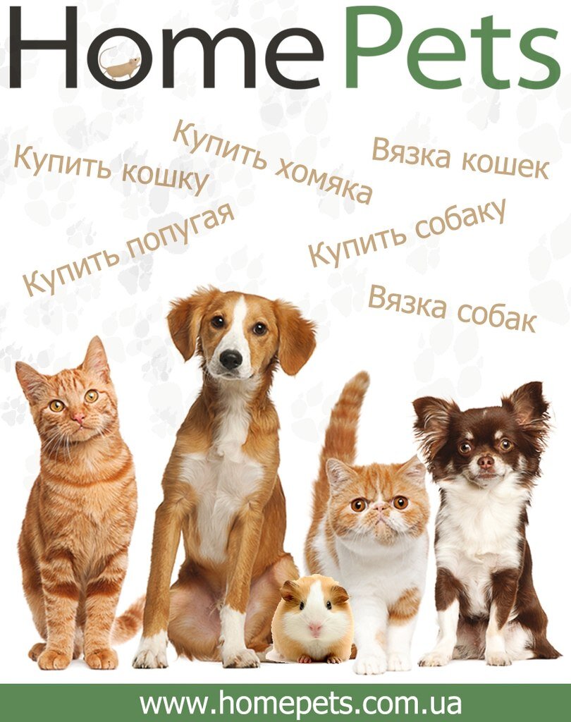 Homepets – объявления о продаже, вязке или находке животных (собак, кошек и т.д.). Теперь купить или продать собаку, кошку легко, с помощью HomePets.