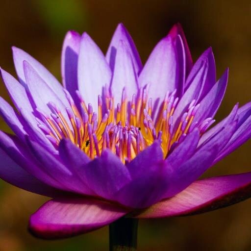 Ayurveda, Nature 🌱Health#Wellbeing. Somerset.