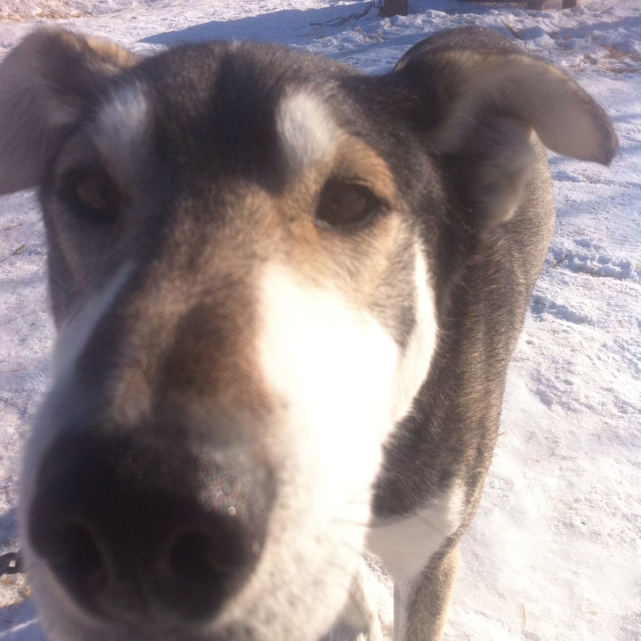 SenorOro's profile picture. Semi-retired Silicon Valley guy now living in Southern California. Horse racing tragic 🏇🇺🇸🇦🇺🇳🇿