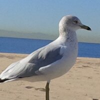 🏔🌴BikeGary 🏳️‍🌈🌻💙🐀 (@bikegary) 's Twitter Profile