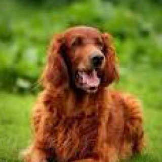 Redbeard. Loyal pet to the Holmes family but even more loyal to Sherlock Holmes. Woof. #NotDead
[RP]