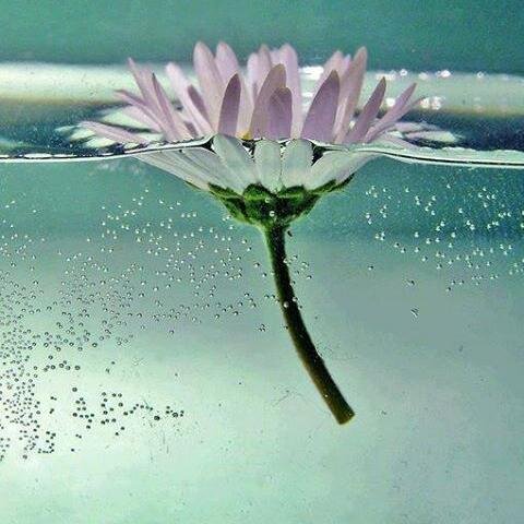 zyreknursel's profile picture. 