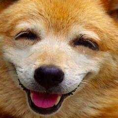 楽しい画像、動画どんどん紹介しますよ♪時々びっくりする事、え！それはないでしょう！って事もツイートするよ♪