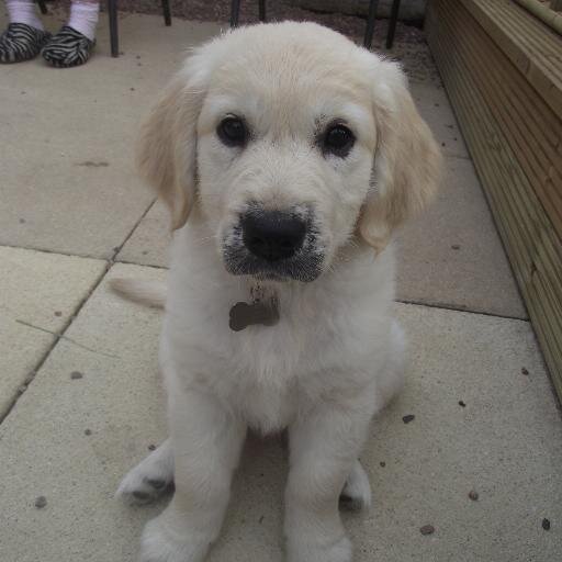 ian4011's profile picture. 