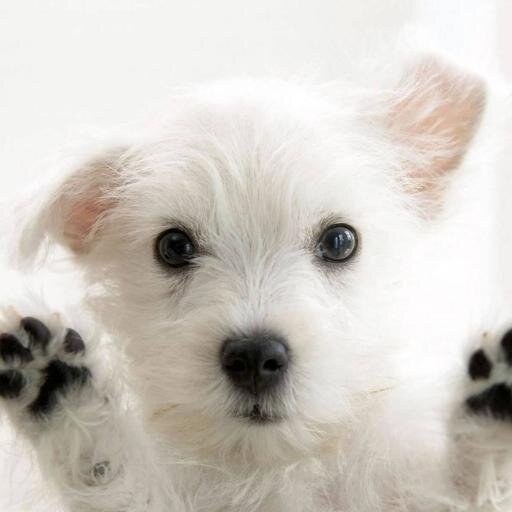 funny, cute and lovely dogs here ! 
- tweet me pics of your dog ! ;)