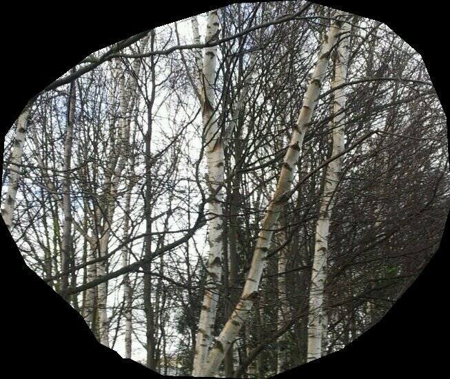 Community news and issues from South Leamington including updates on Eagle Rec. When great trees fall, small things recoil into silence.