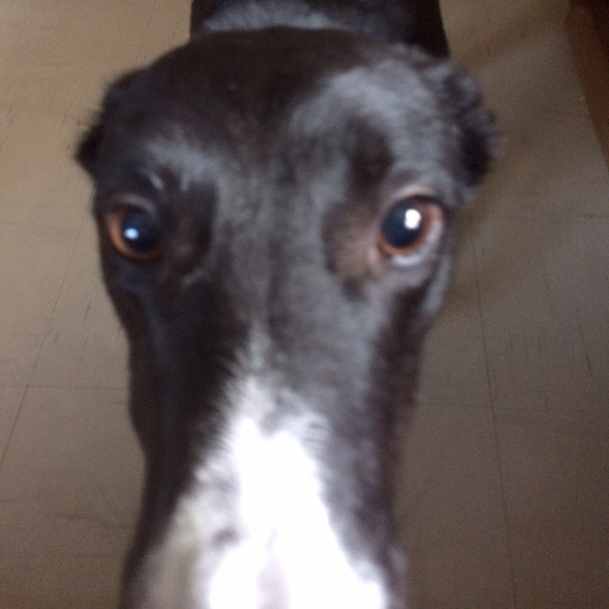 AKA Nikki_Lixx cos I've got black hair an I gob everywhere *gobs*, I lives in Cheshire wiv me pack Finn an Swifty an me humans
