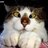 solila56's profile image