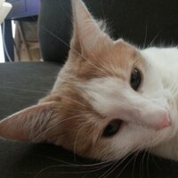 toine76 (@toine762) 's Twitter Profile