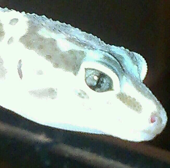 Leopard & Crested gecko breeder