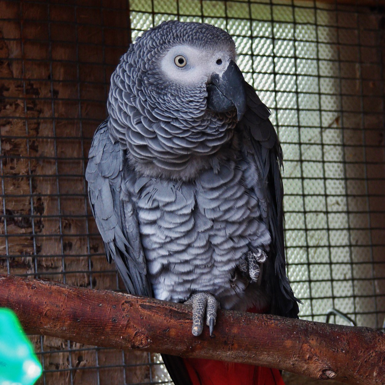 Advocate for animal welfare. Formerly Students with Birds Blog! #parrots #samoyed #blogger