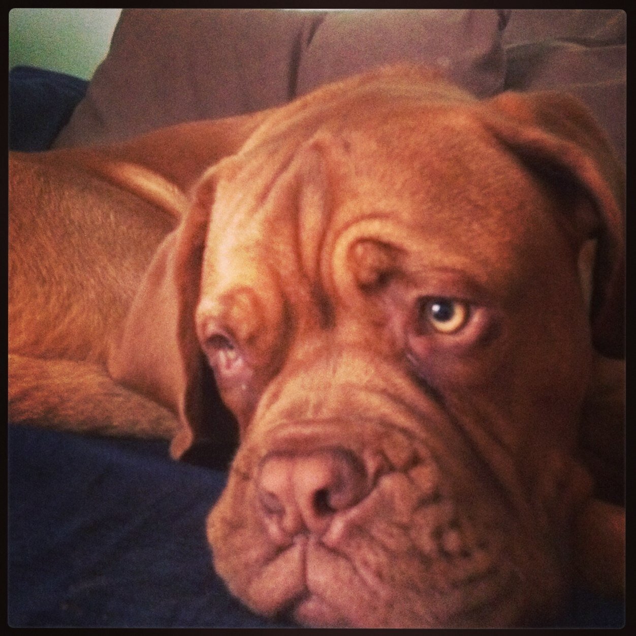 LOLBro1502's profile picture. Fc Bayern München || Mario Götze ❤️❤️|| love dogs