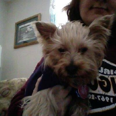 DOB-2/15/11 i'm a Yorkshire Terrier  and my name is Sophie Marie i love walks,toys,treats,car rides,beauty parlor.I'm Very loving and caring and give you kisses